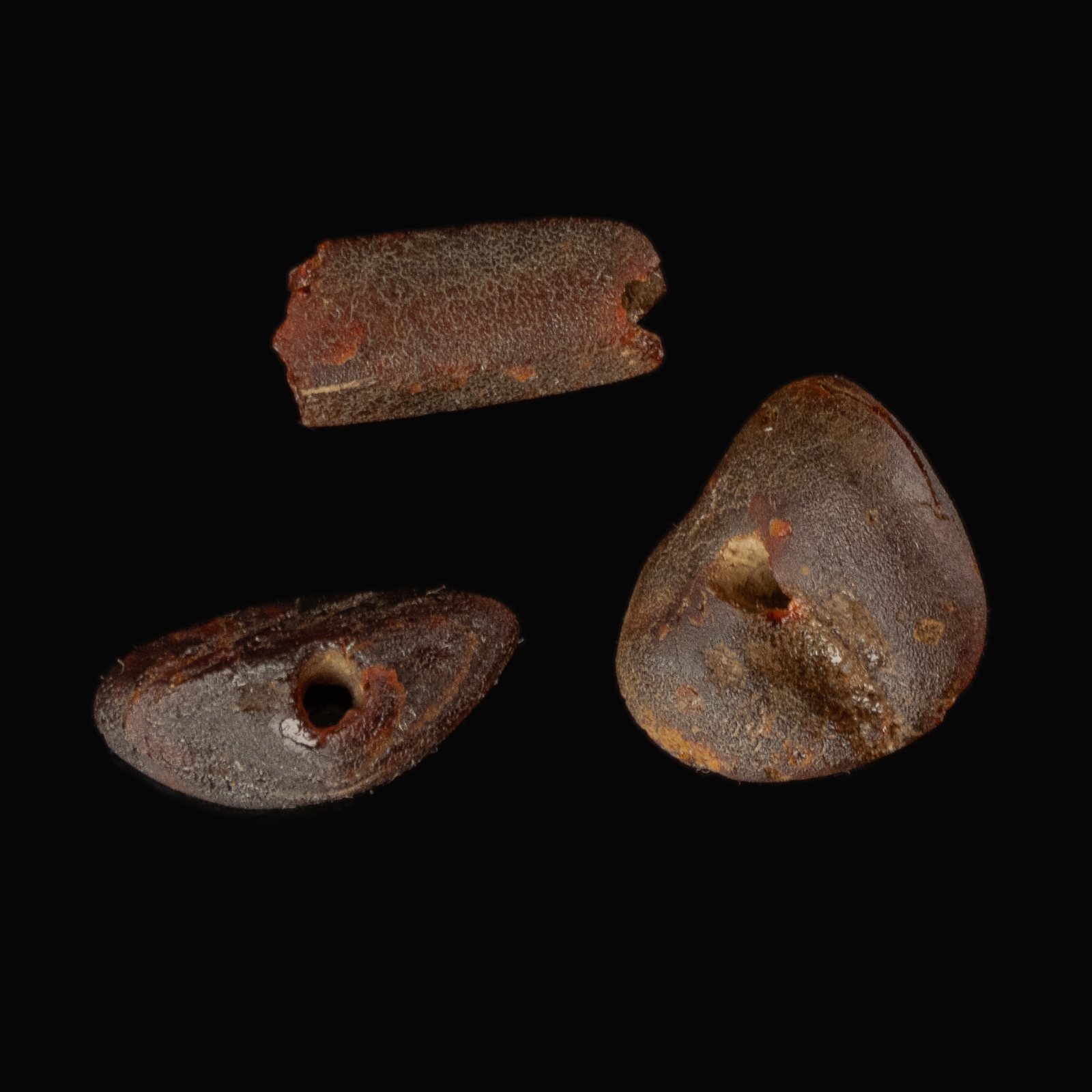 Collection of 3 Roman amber beads in display window